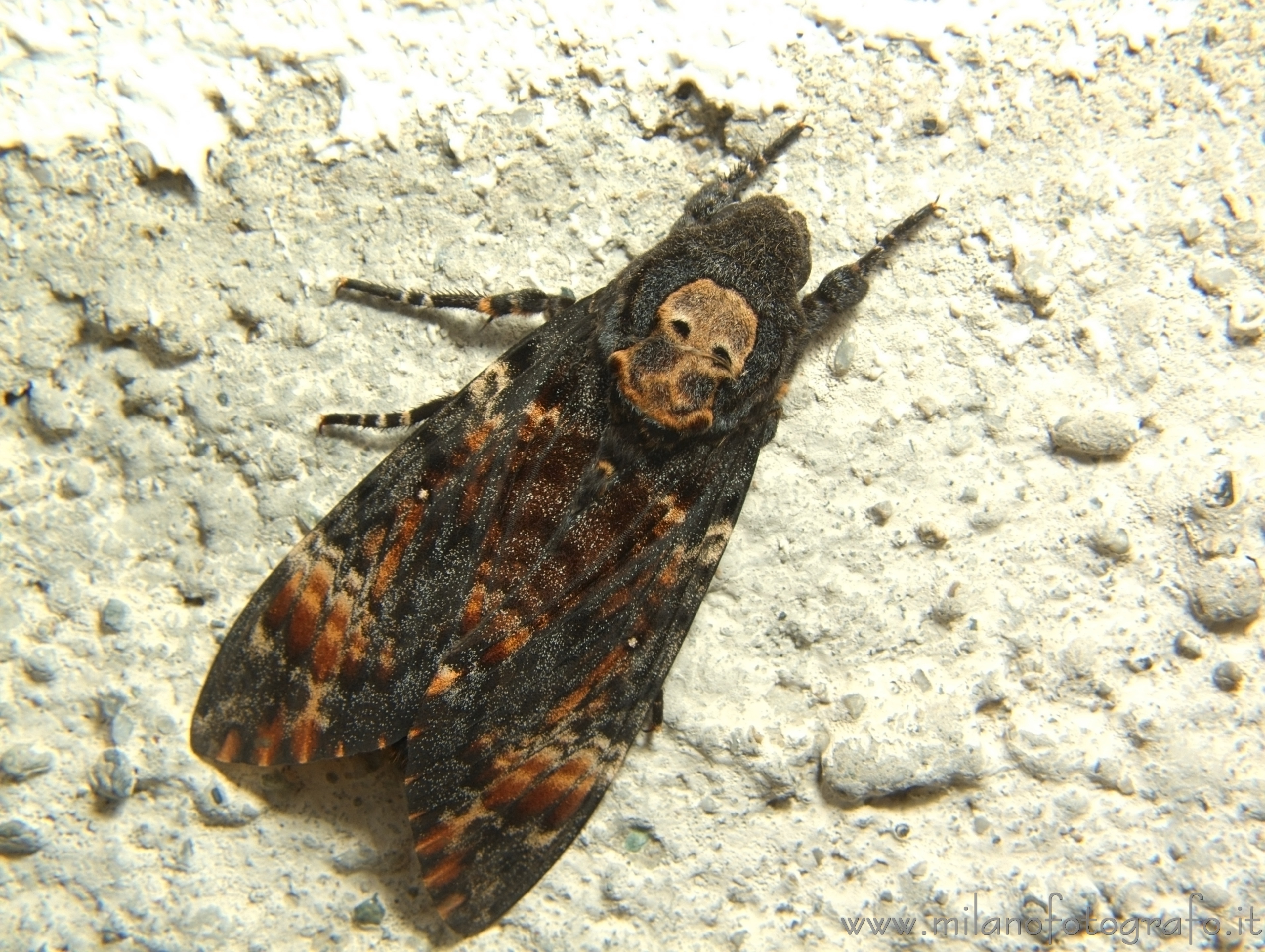 Campiglia Cervo (Biella) - Sfinge testa di morto (Acherontia atropos)